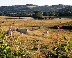 Bourgogne, runderen